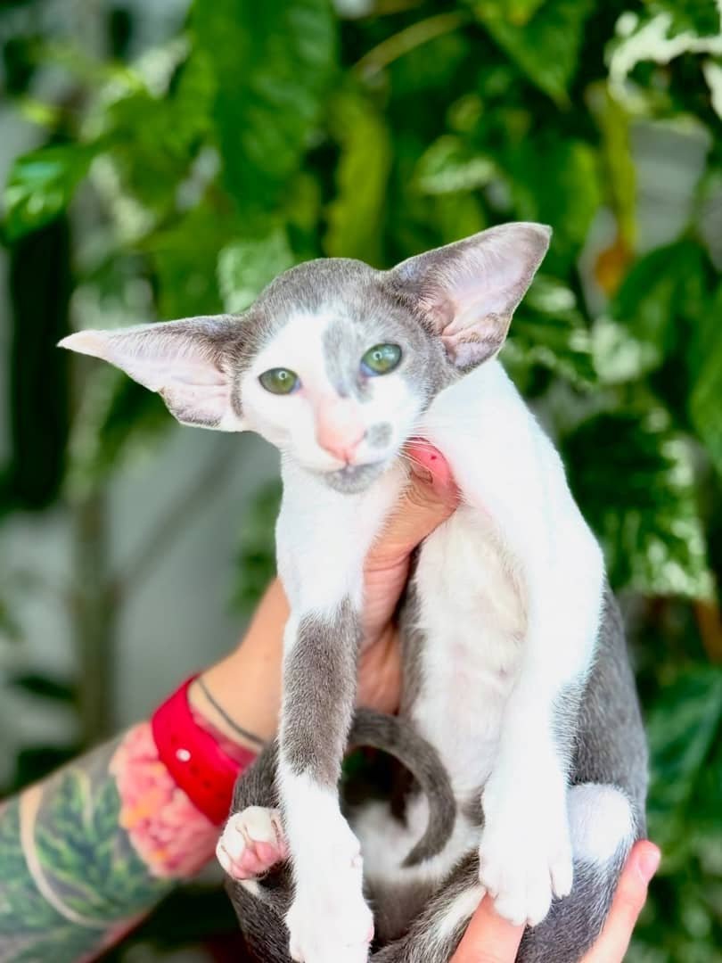 Bella - Oriental Shorthair Kitten